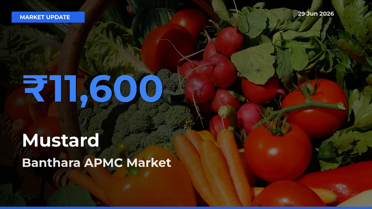 Top Performer! Banthara APMC Offers Best Mustard Price Today