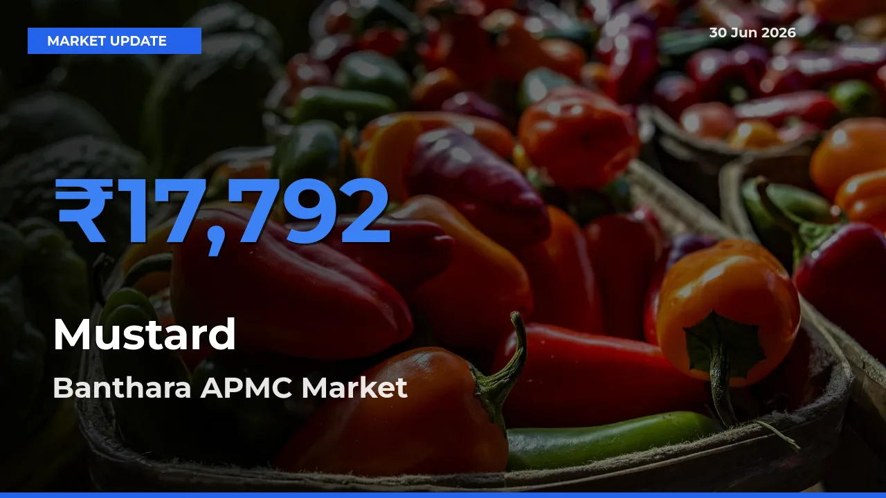 Banthara APMC Tops Mustard Mandi Rates Today