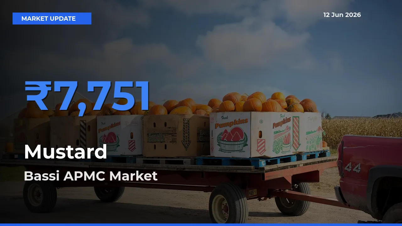 Bassi APMC Records Highest ₹7,751 Rate for Mustard