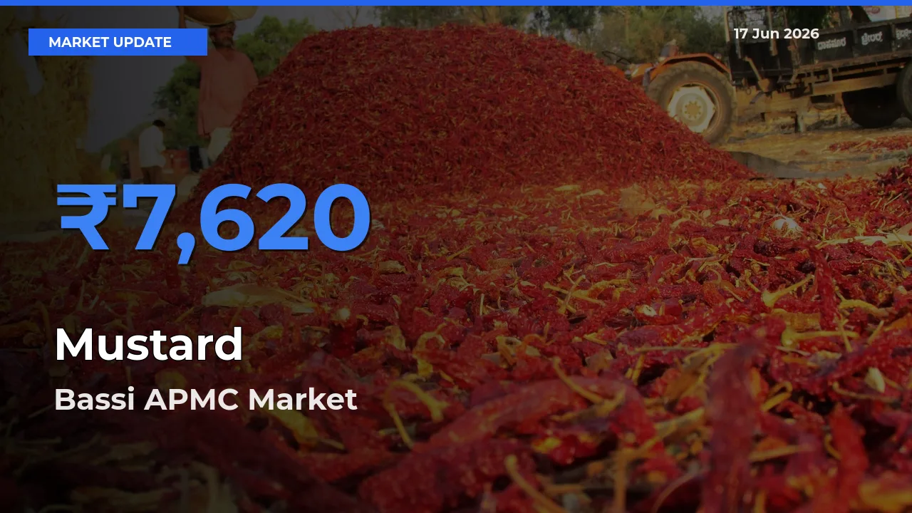 Bassi APMC Emerges as Top Mandi for Mustard Prices Today