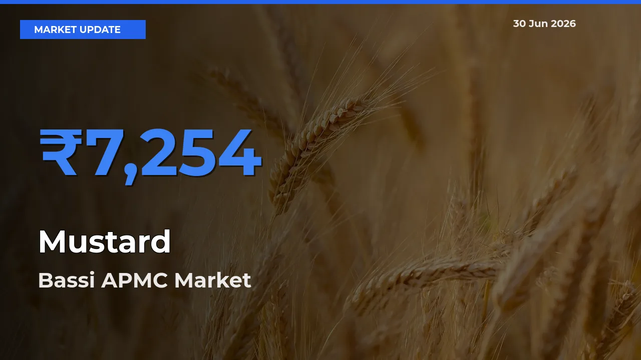 Farmers Prefer Bassi APMC as Mustard Hits Highest Rate