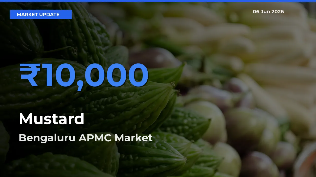 Bengaluru APMC Tops Mustard Rates – June 06 Market Update
