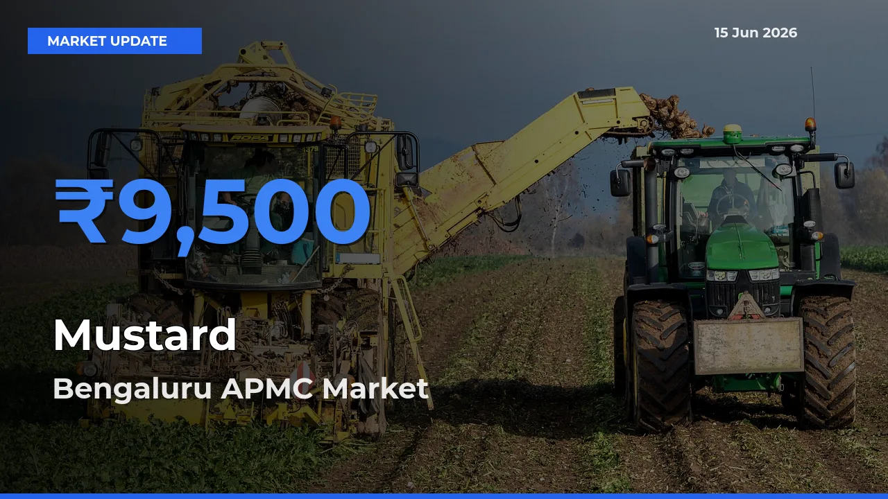 Mustard Mandi Rate Today: Bengaluru APMC Tops the List