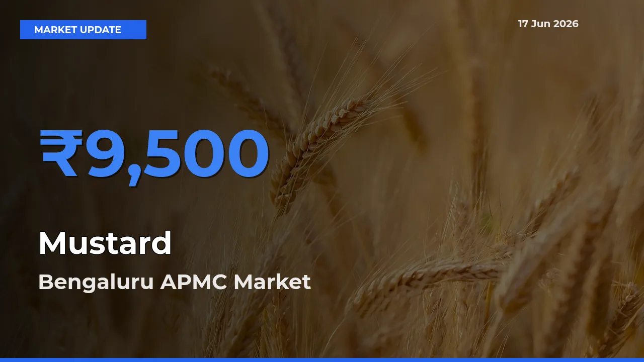 Bengaluru APMC Leads as Top Mandi for Mustard Prices