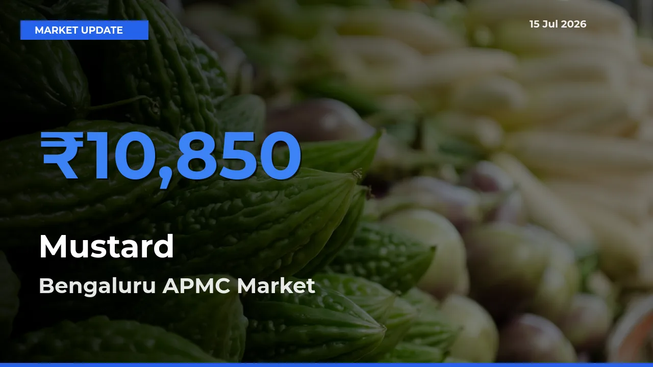 Bengaluru APMC Emerges as Top Mandi for Mustard Prices Today
