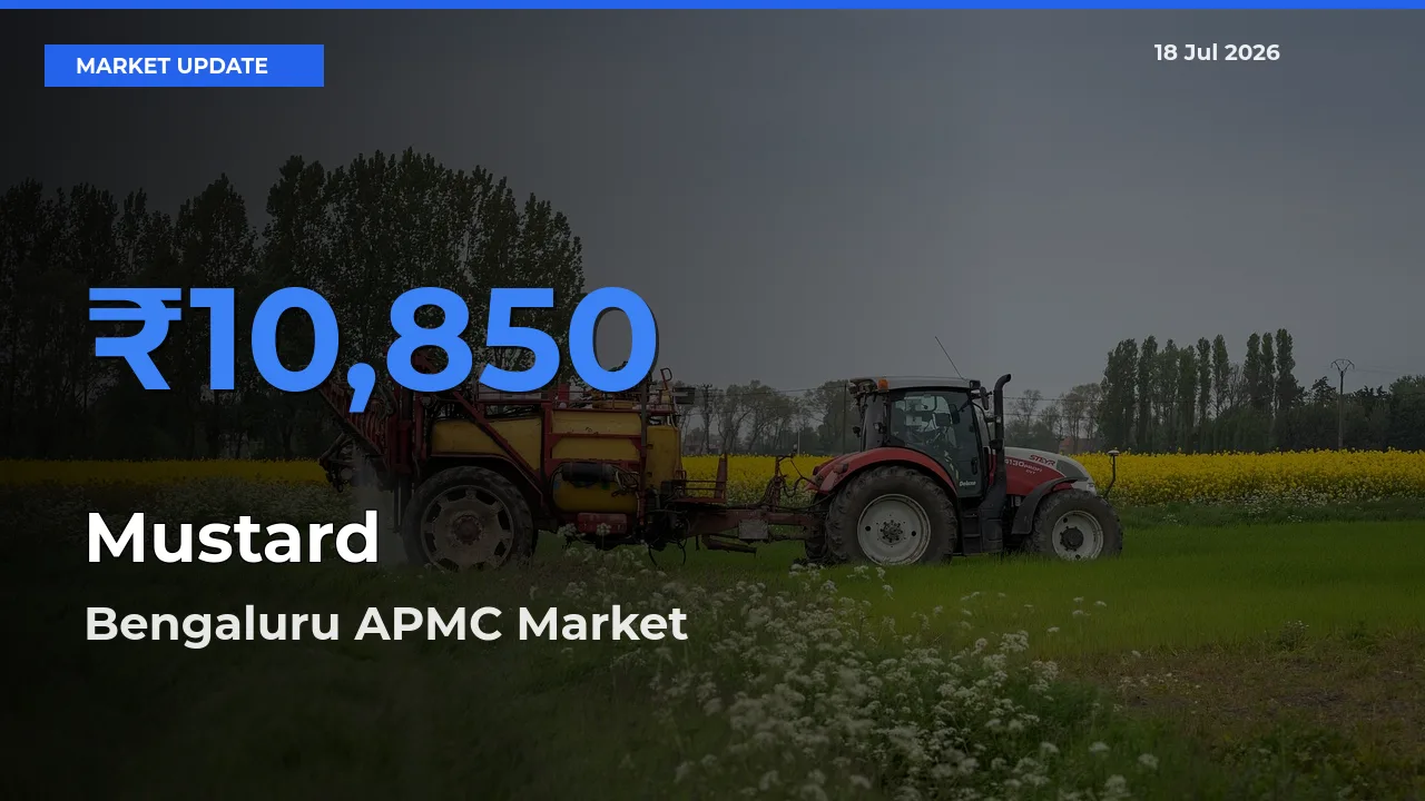 Bengaluru APMC Leads as Top Mandi for Mustard Prices