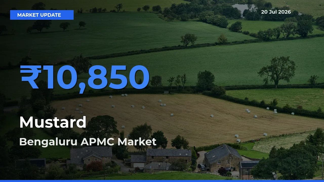 Mustard Mandi Rate Today: Bengaluru APMC Tops the List
