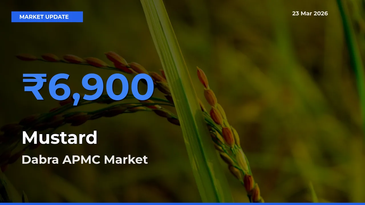 Dabra APMC Tops Mustard Rates – March 23 Market Update