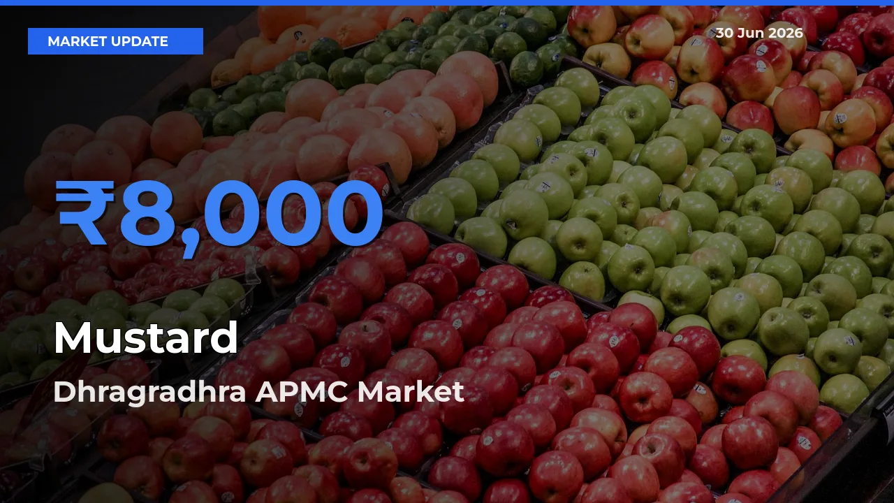 Dhragradhra APMC Records Highest ₹8,000 Rate for Mustard