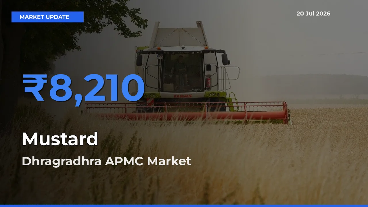 Dhragradhra APMC Tops Mustard Rates – July 20 Market Update