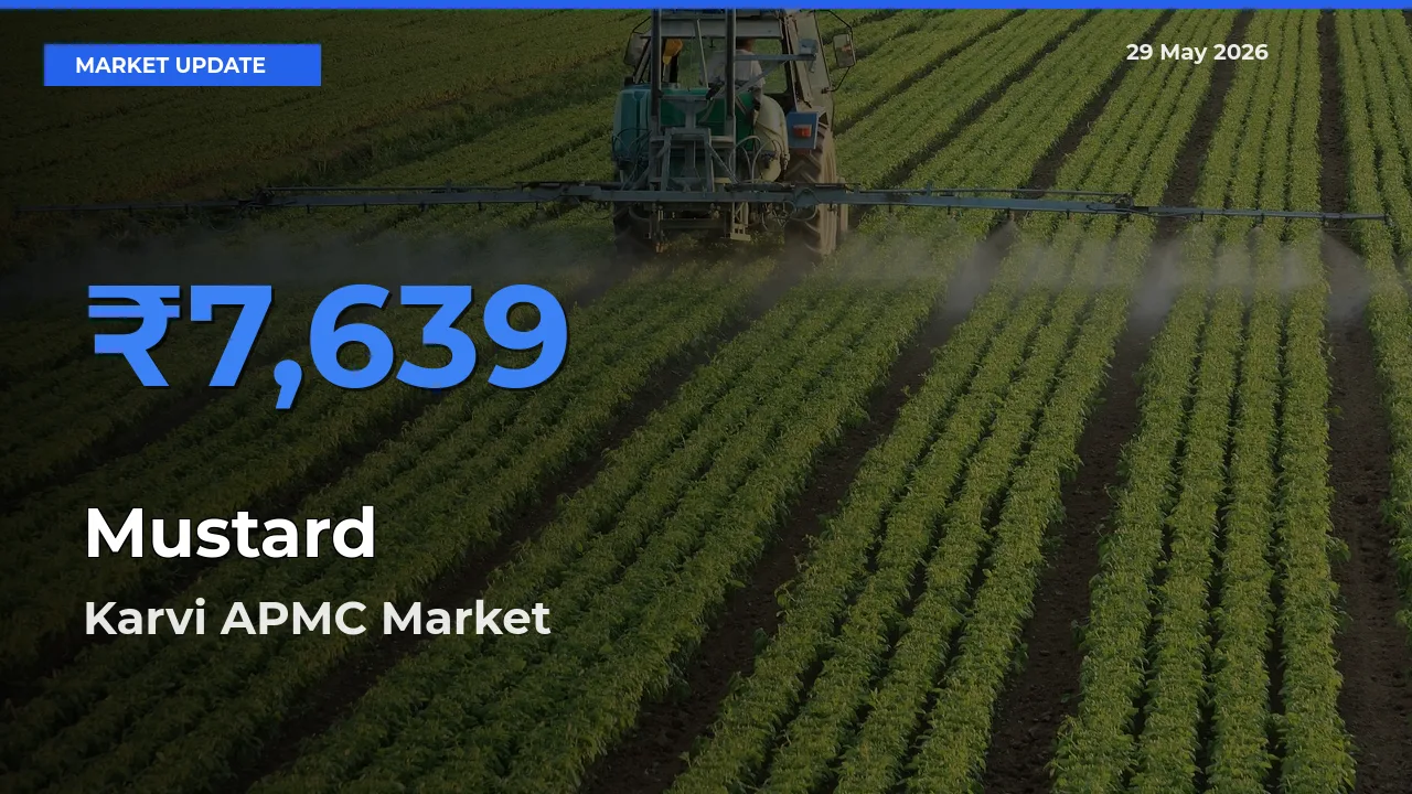 Farmers Prefer Karvi APMC as Mustard Hits Highest Rate