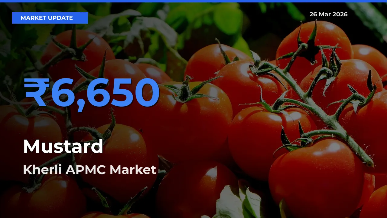 Market Watch: Kherli APMC Becomes Top Mandi for Mustard