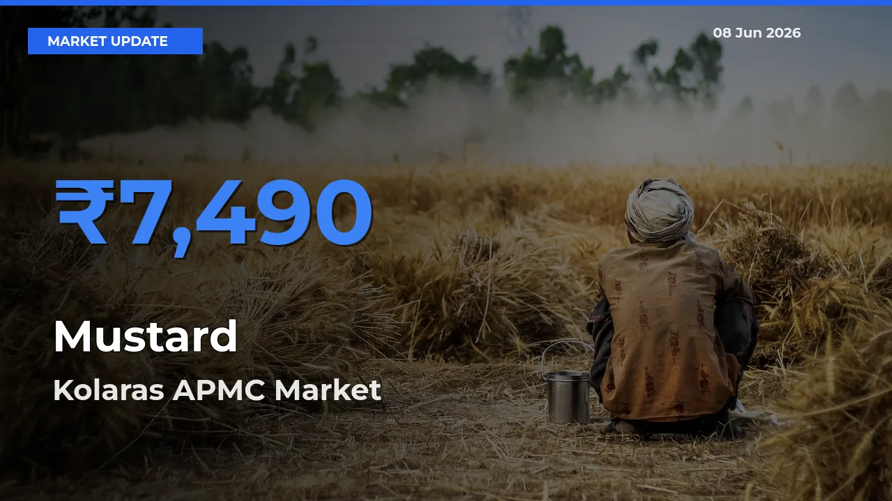 Mustard Mandi Rate Today: Kolaras APMC Tops the List