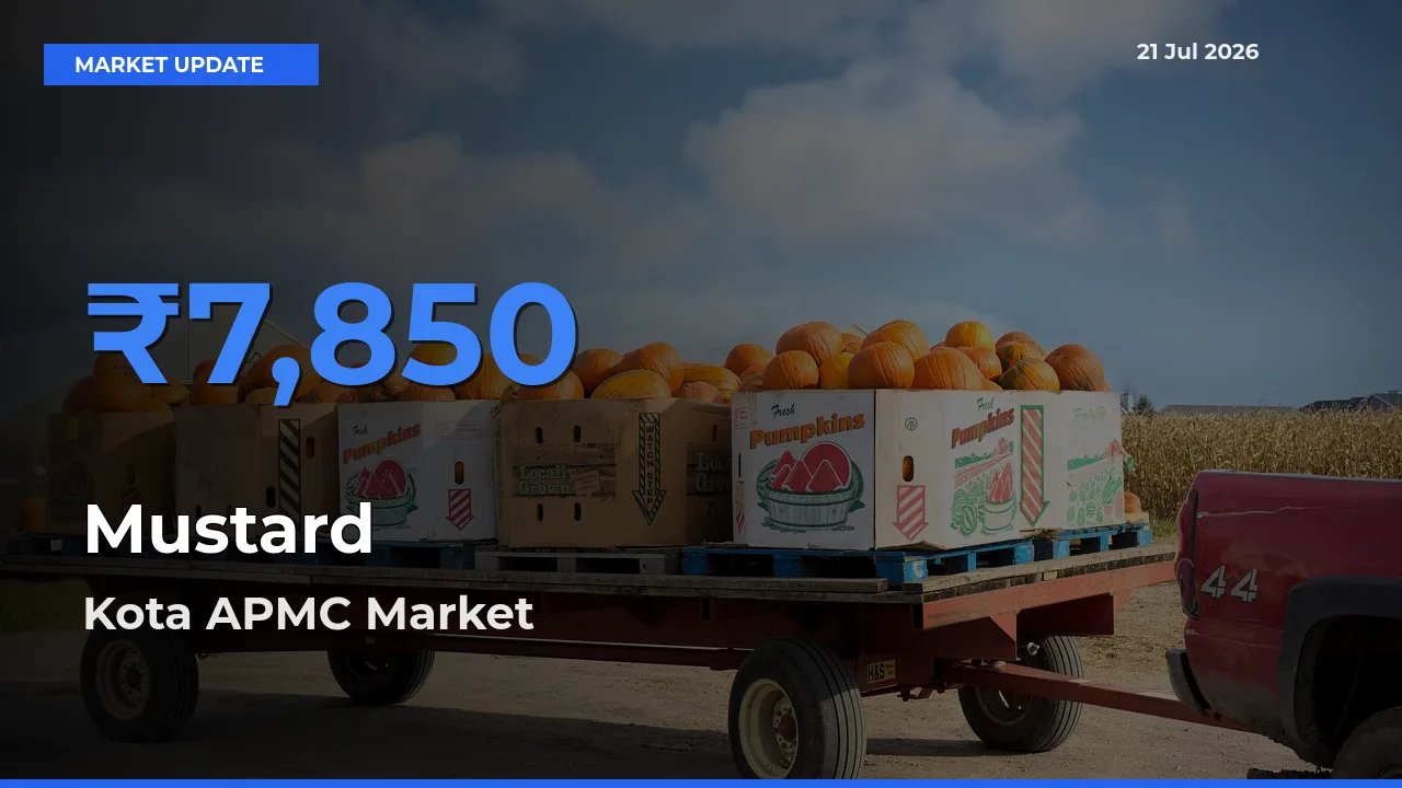 Kota APMC Offers ₹7,850 – Highest Mustard Rate Today