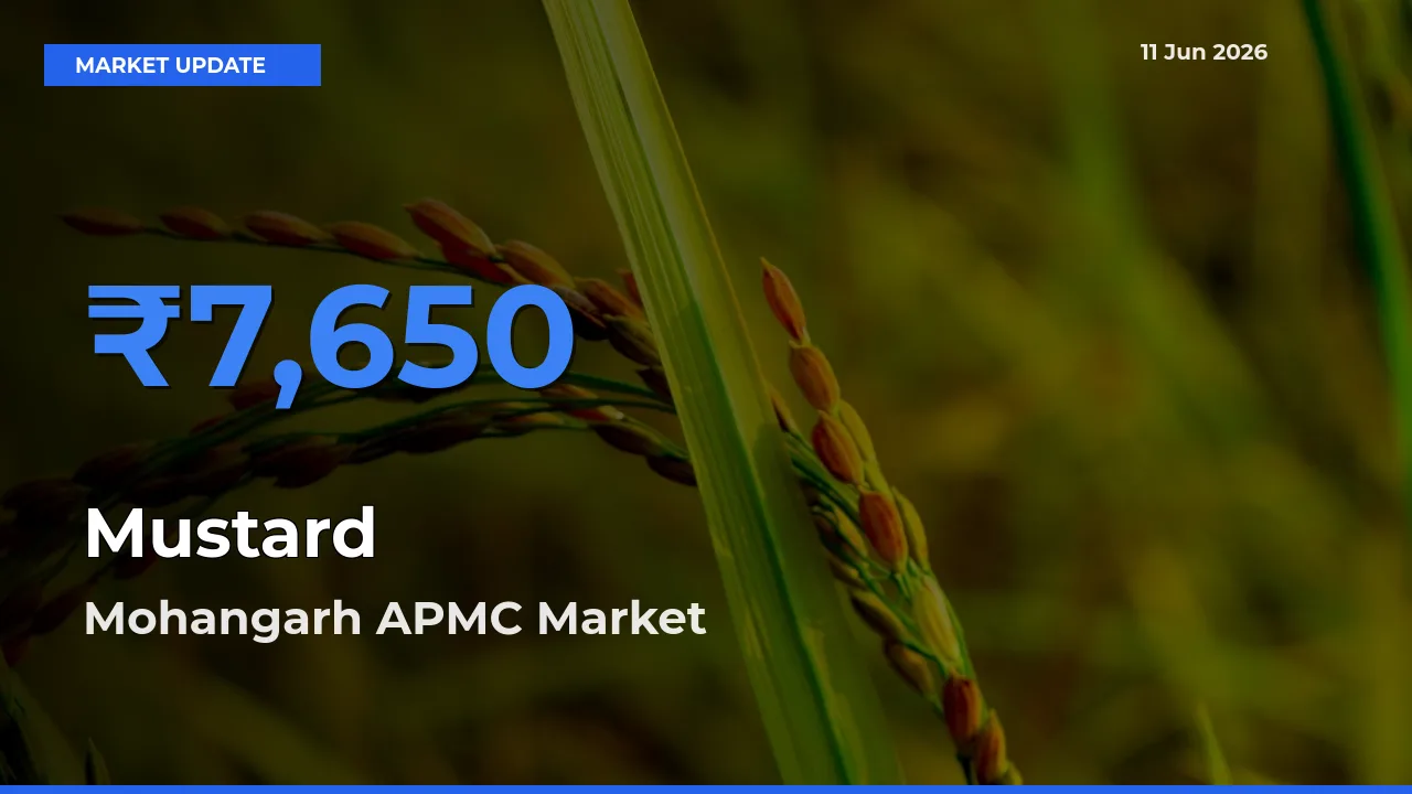 Mohangarh APMC Tops Mustard Rates – June 11 Market Update