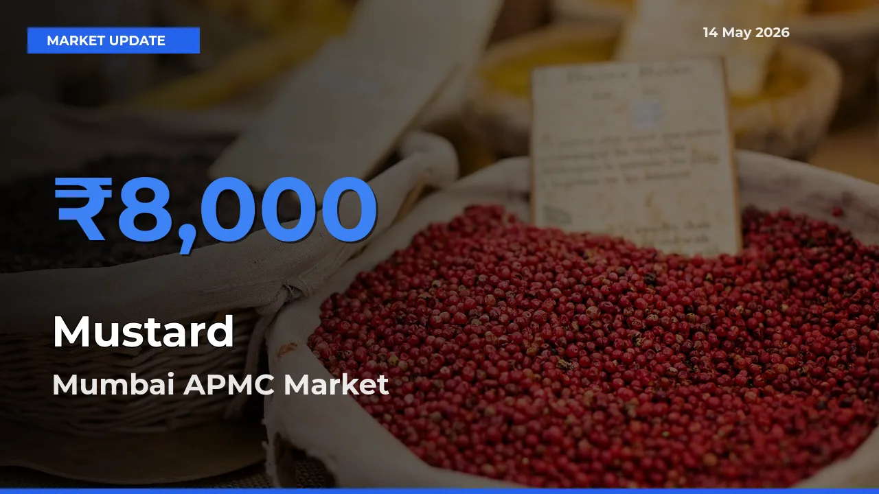 Farmers Prefer Mumbai APMC as Mustard Hits Highest Rate