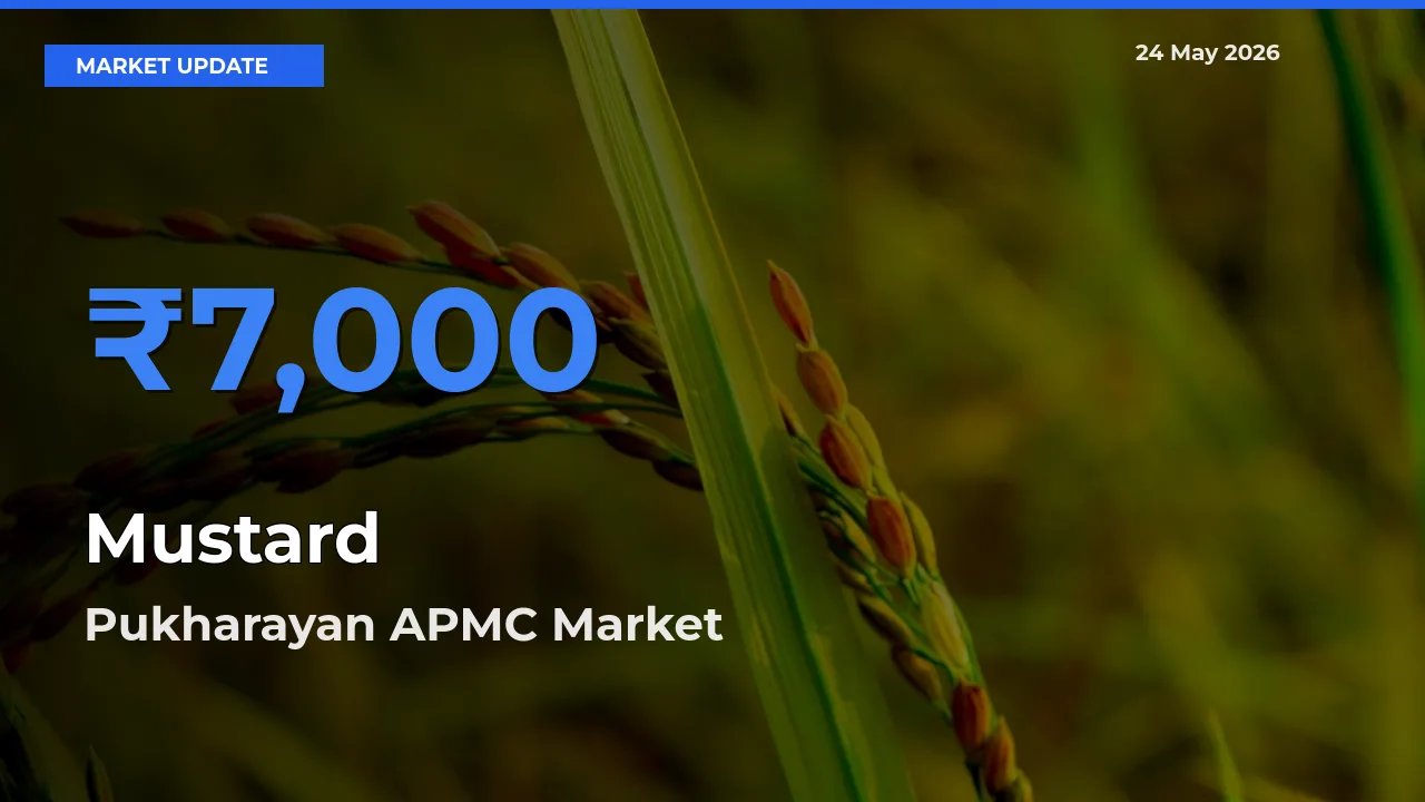 Pukharayan APMC Emerges as Top Mandi for Mustard Prices Today