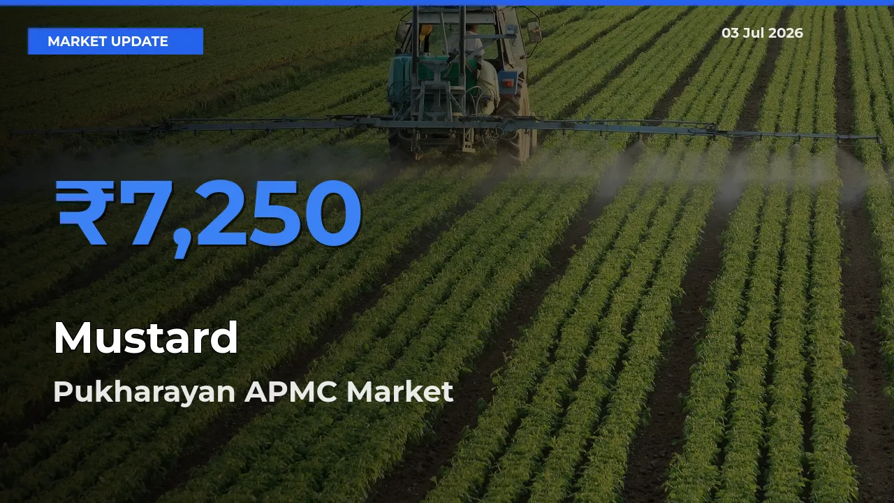 Pukharayan APMC Records Highest ₹7,250 Rate for Mustard