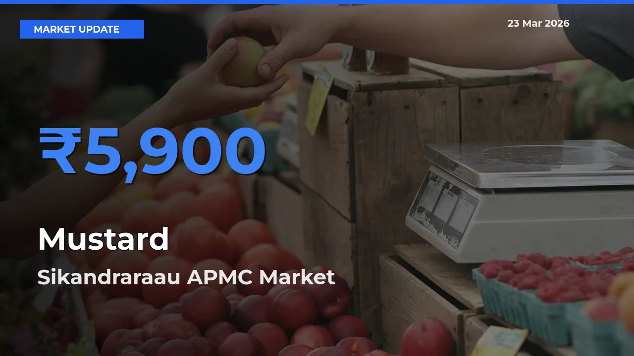 Top Performer! Sikandraraau APMC Offers Best Mustard Price Today