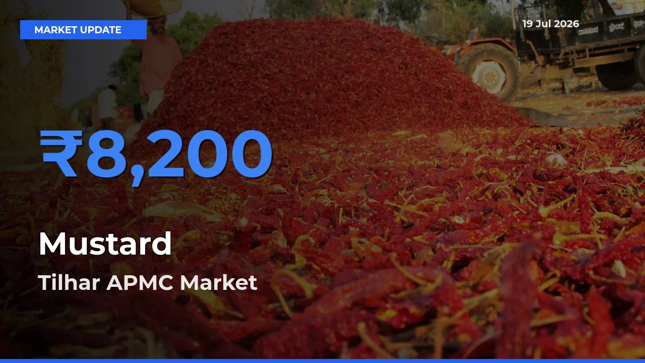 Tilhar APMC Leads as Top Mandi for Mustard Prices
