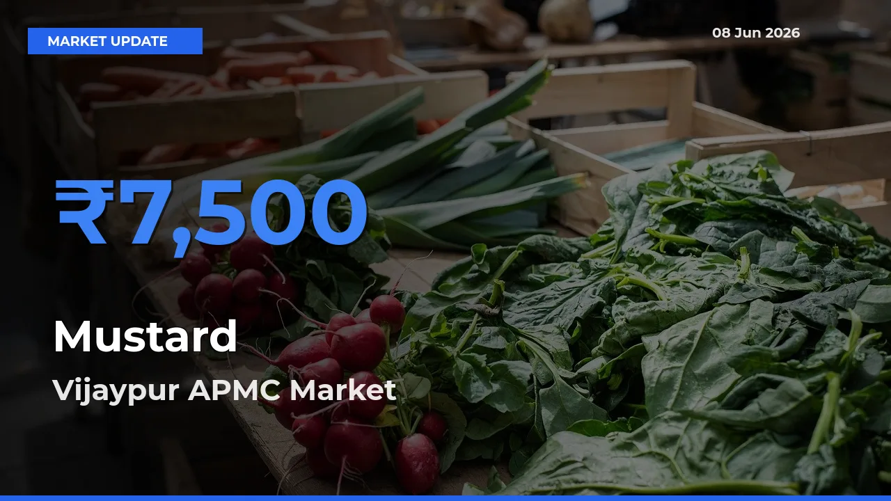 Market Watch: Vijaypur APMC Becomes Top Mandi for Mustard
