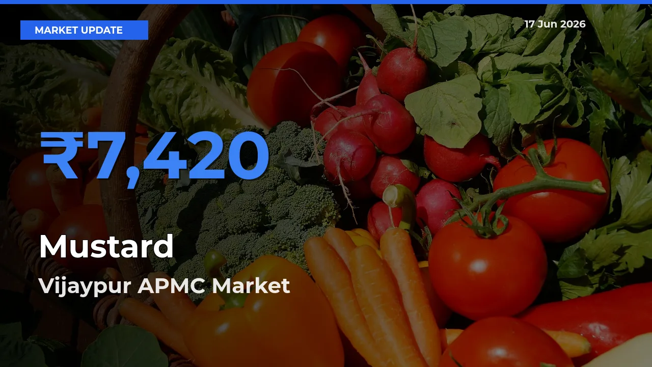Market Watch: Vijaypur APMC Becomes Top Mandi for Mustard