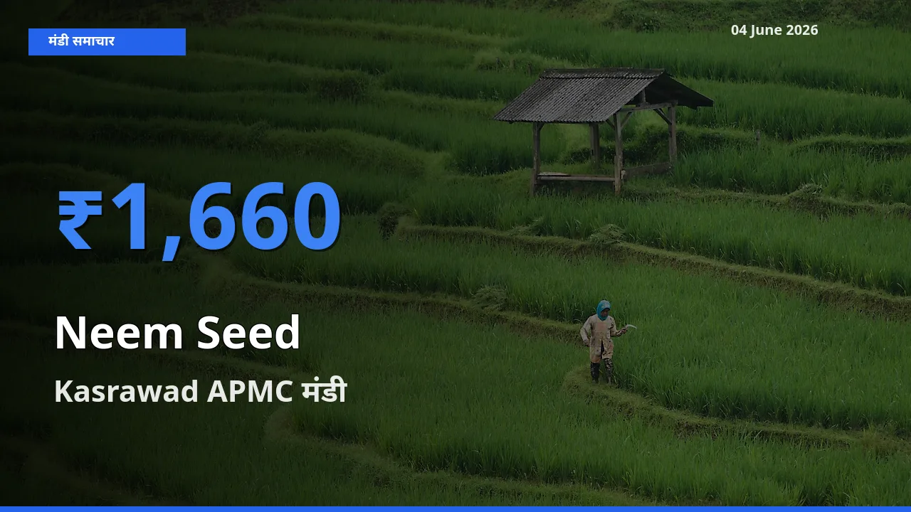 टॉप मंडी बना Kasrawad APMC! नीम बीज के सबसे ऊँचे दाम यहीं दर्ज