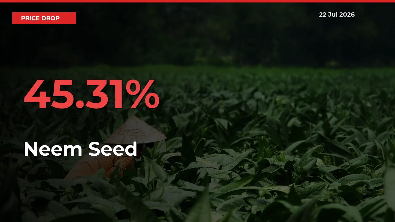 45.31% Drop in Neem Seed Prices – Mandi Sees Sudden Fall