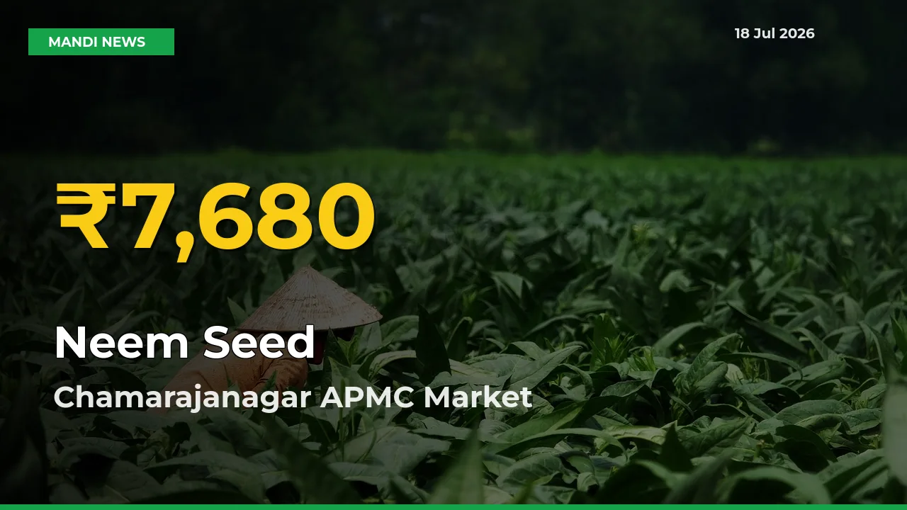 Neem Seed Hits Fresh High in Chamarajanagar APMC Today