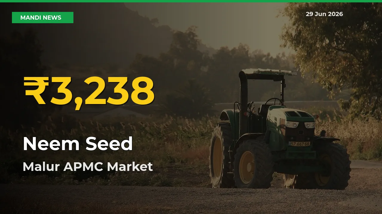 Neem Seed Price Rally Continues – Malur APMC Hits Fresh High Today