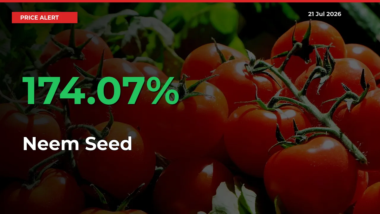 Neem Seed Rises 174.07% at Mandis