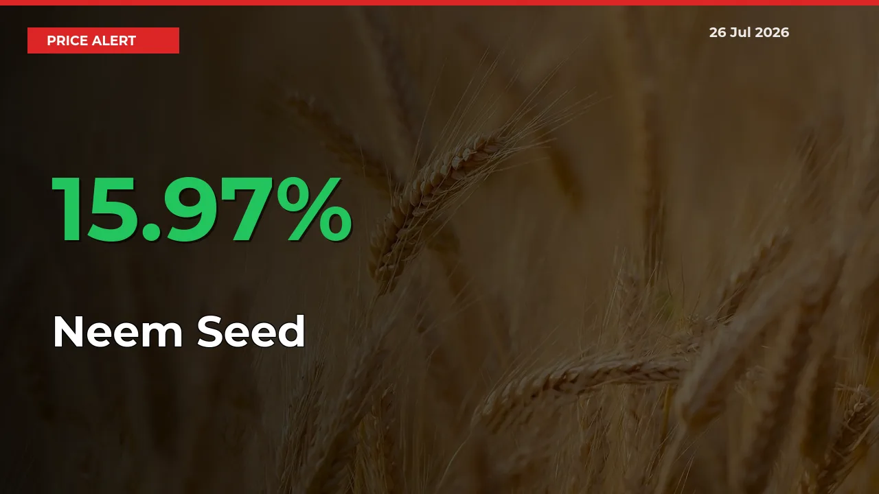 This Mandi Records 15.97% Jump in Neem Seed Prices