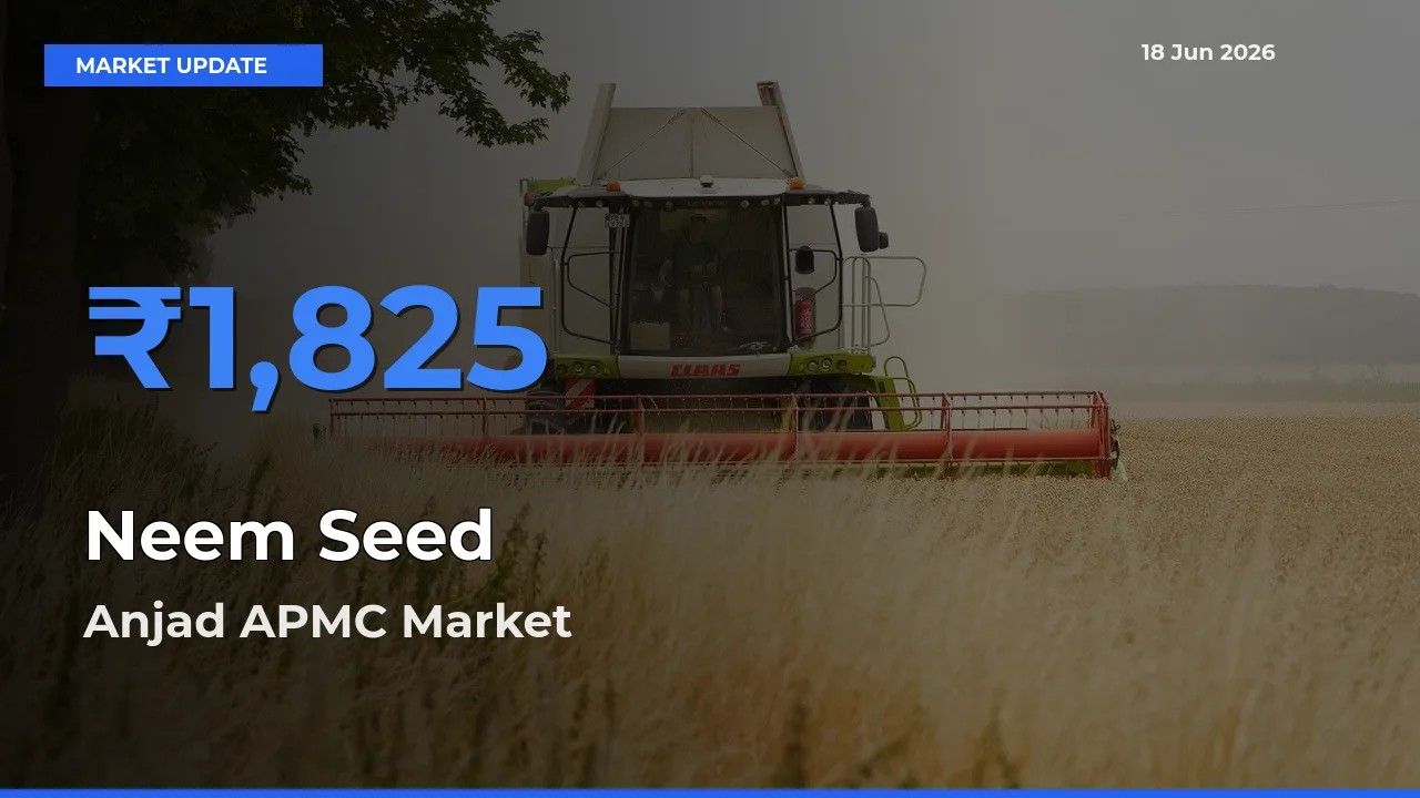 Anjad APMC Records Highest ₹1,825 Rate for Neem Seed