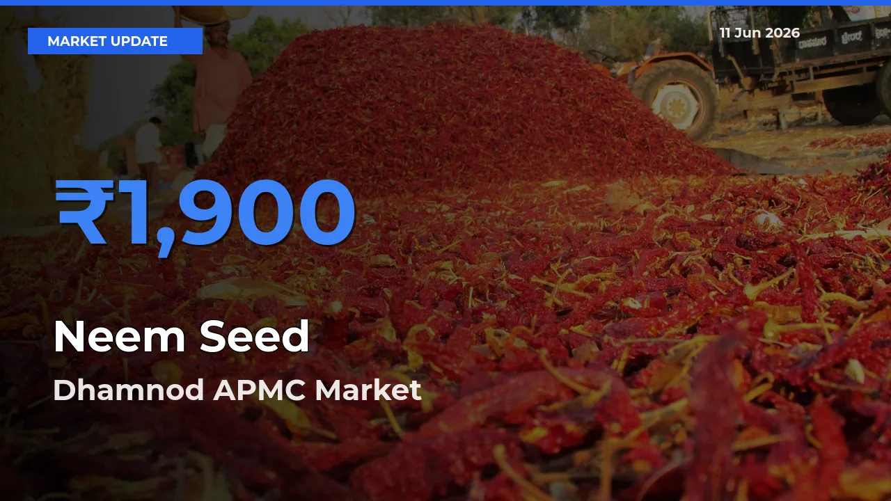 Dhamnod APMC Leads as Top Mandi for Neem Seed Prices