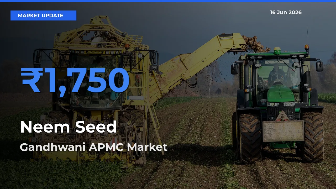 Farmers Prefer Gandhwani APMC as Neem Seed Hits Highest Rate