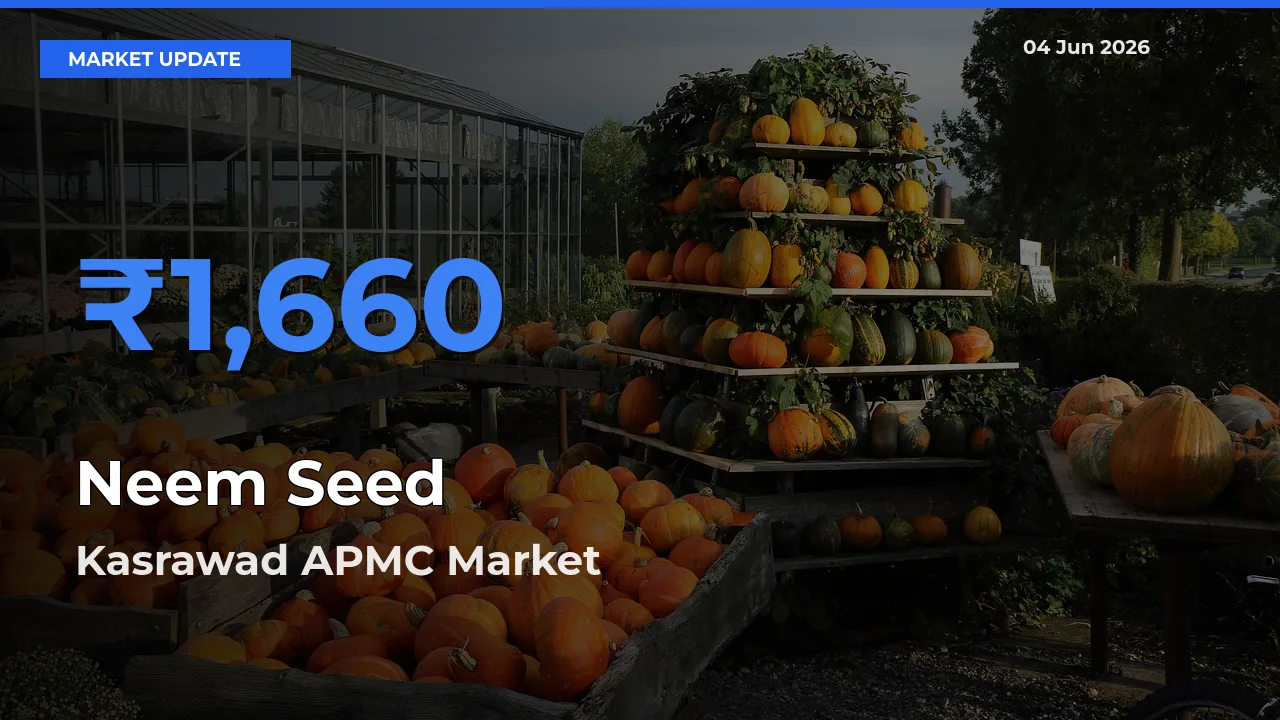 Kasrawad APMC Records Highest ₹1,660 Rate for Neem Seed