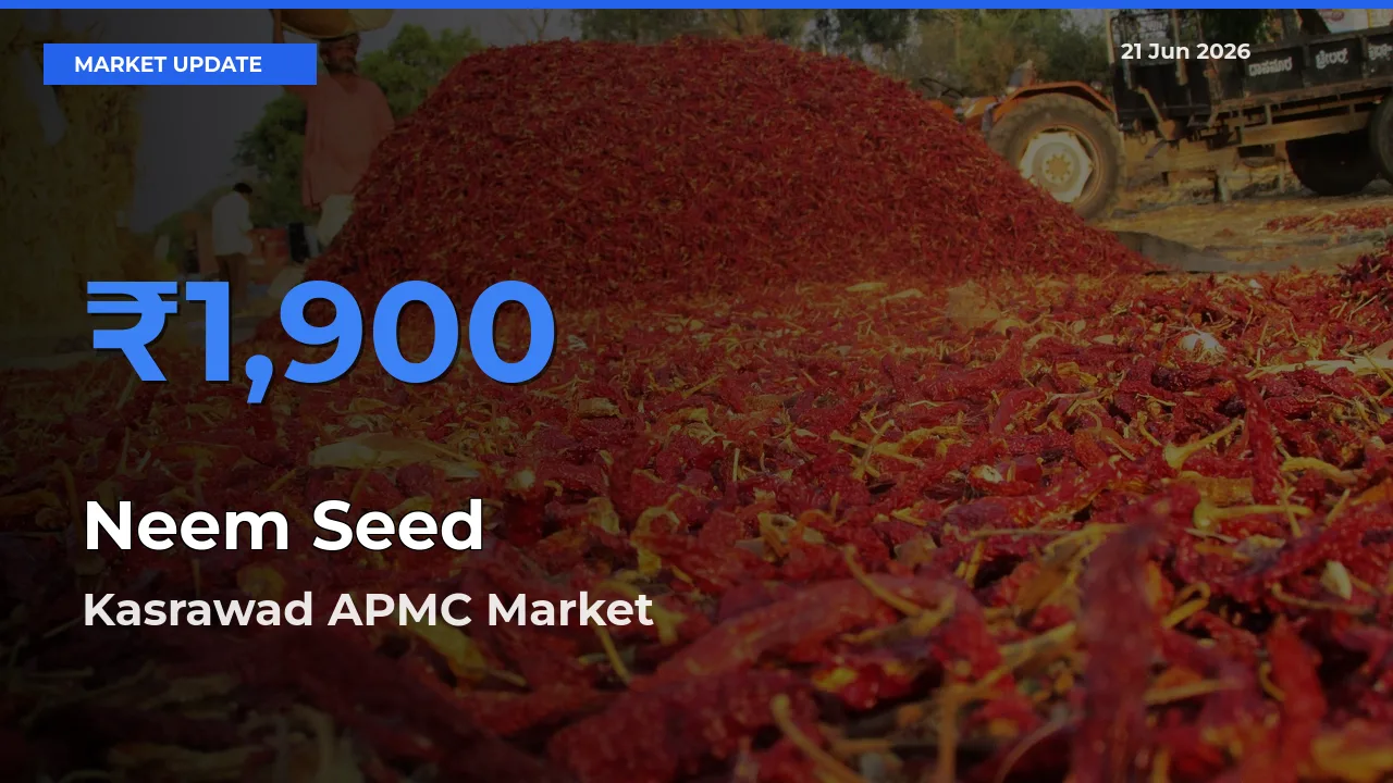 Kasrawad APMC Leads as Top Mandi for Neem Seed Prices