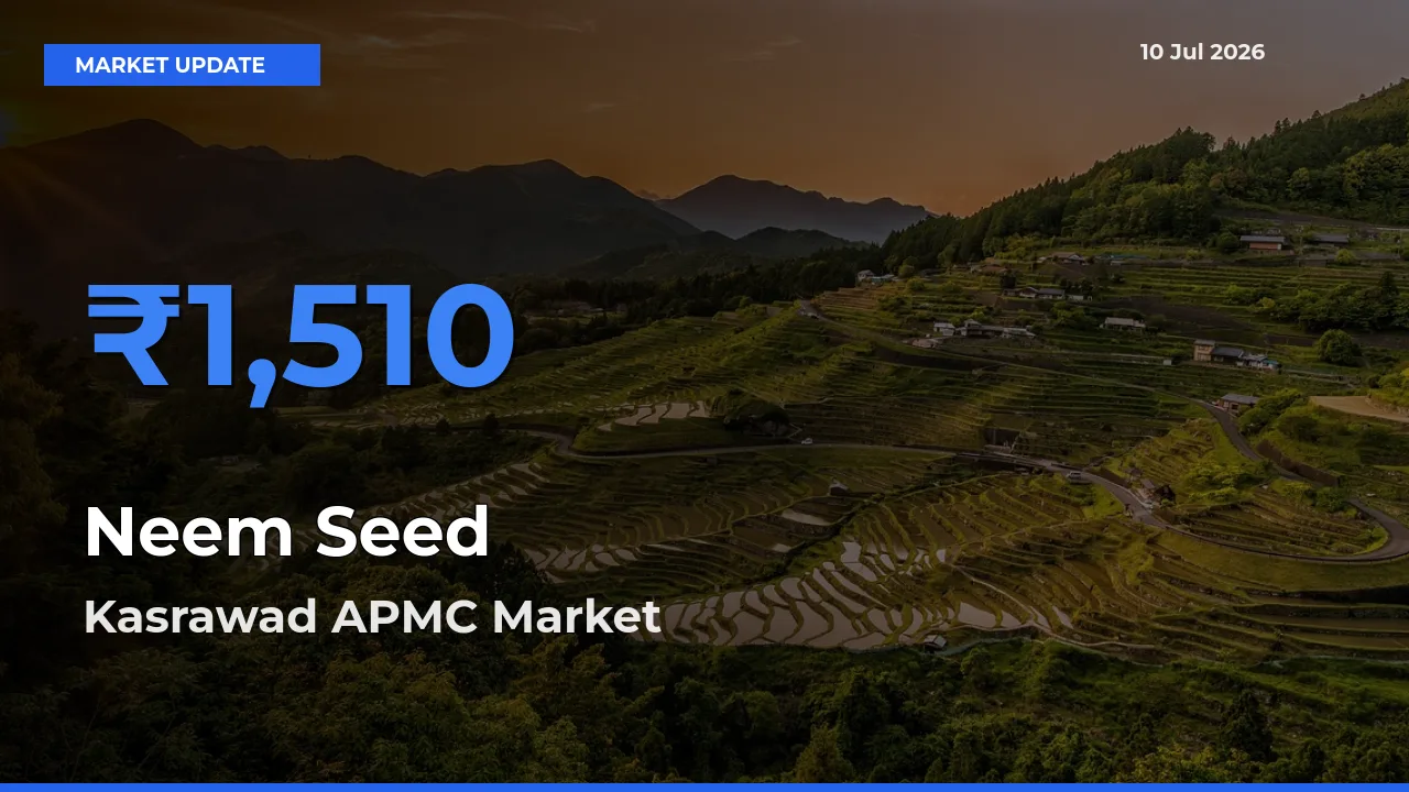 Kasrawad APMC Offers ₹1,510 – Highest Neem Seed Rate Today