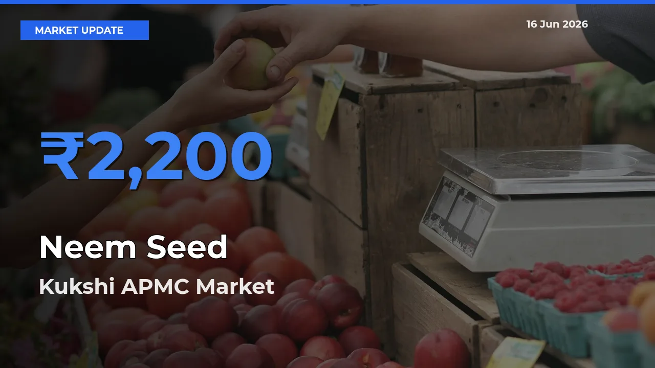 Kukshi APMC Emerges as Top Mandi for Neem Seed Prices Today