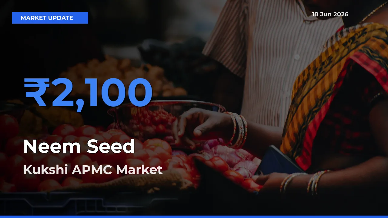 Kukshi APMC Offers ₹2,100 – Highest Neem Seed Rate Today