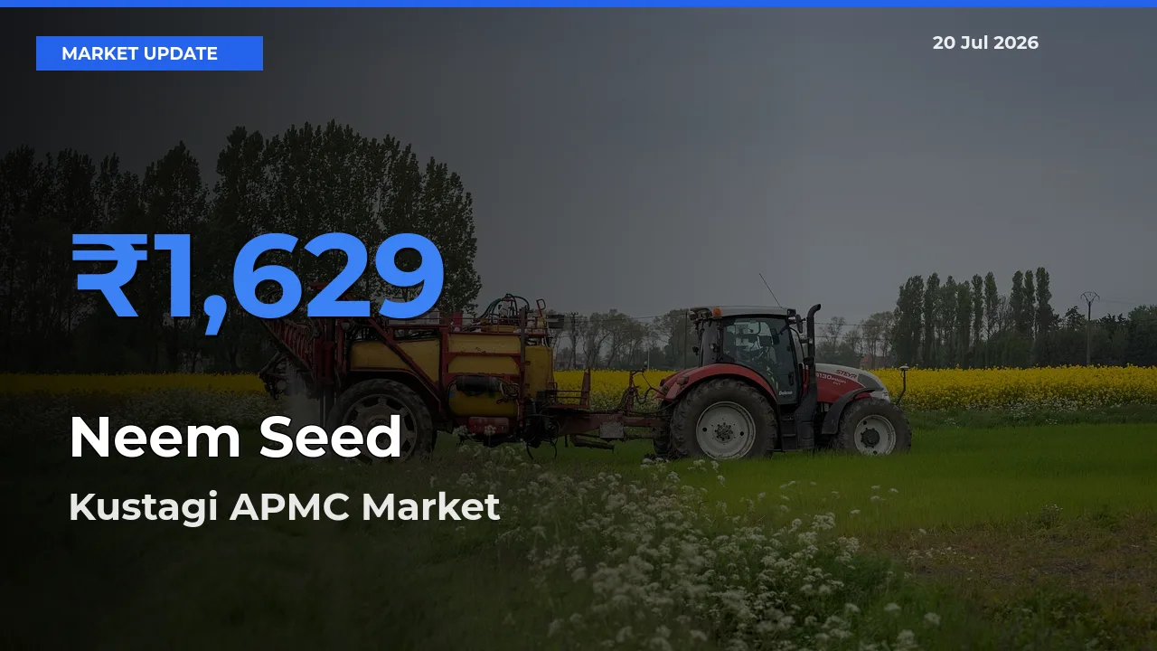 Kustagi APMC Emerges as Top Mandi for Neem Seed Prices Today