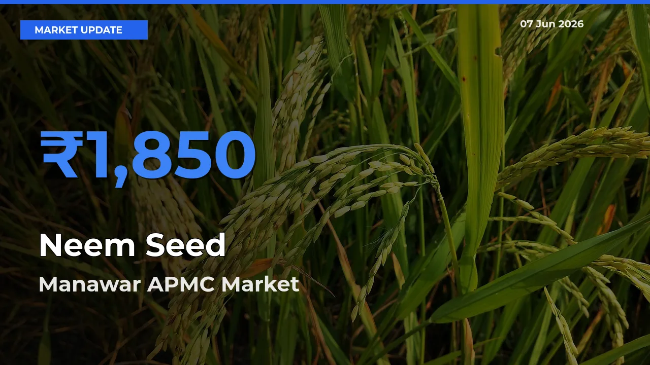 Manawar APMC Offers ₹1,850 – Highest Neem Seed Rate Today