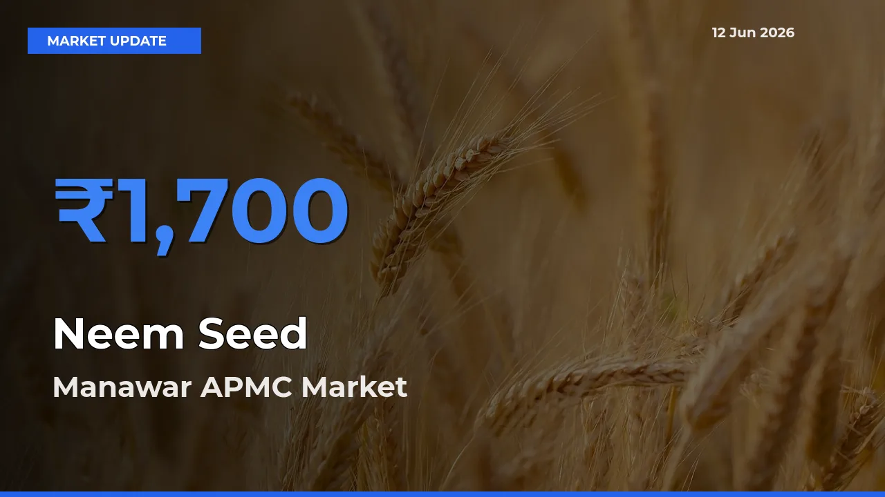 Manawar APMC Offers ₹1,700 – Highest Neem Seed Rate Today