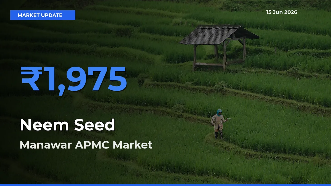 Neem Seed Mandi Rate Today: Manawar APMC Tops the List