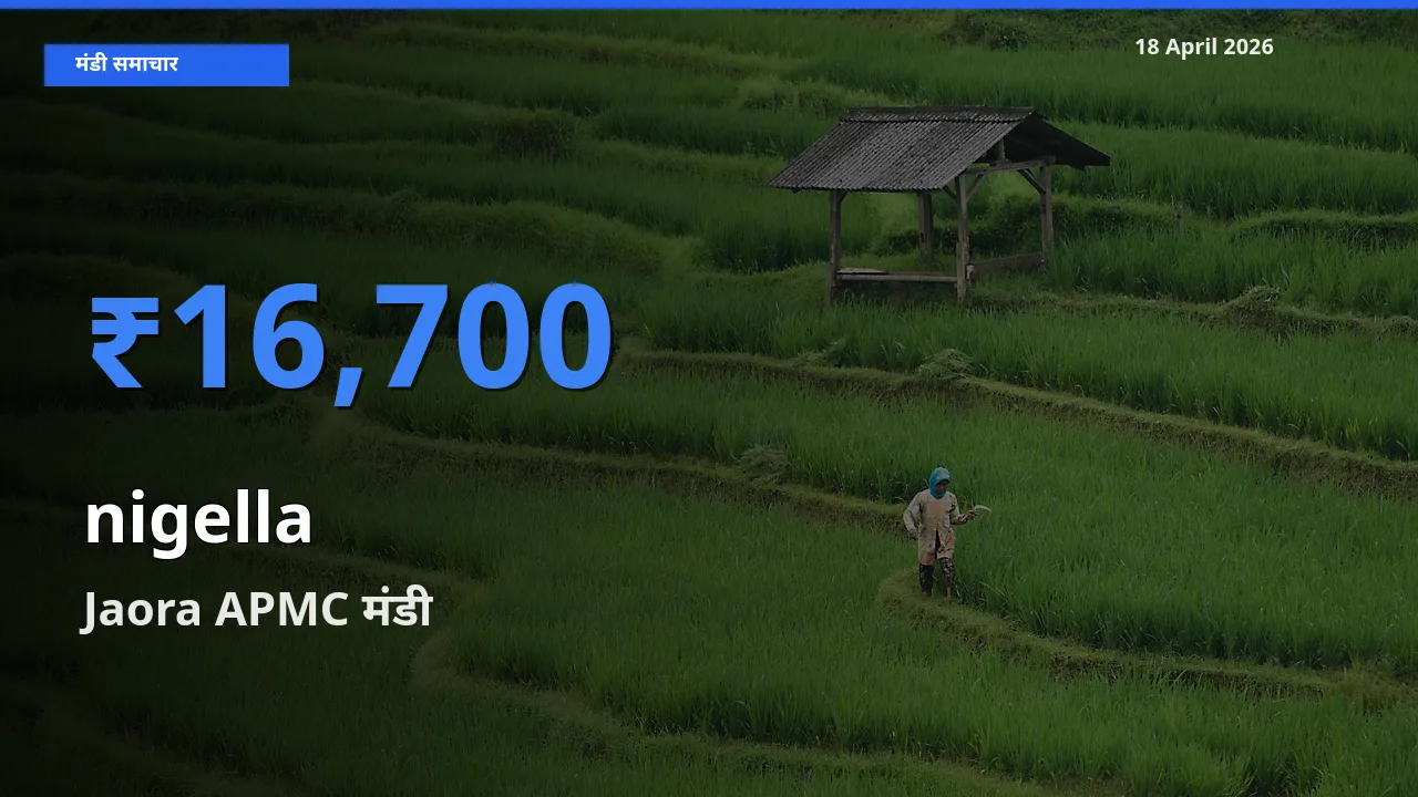 आज का मंडी भाव: कलौंजी के सबसे ज़्यादा दाम Jaora APMC में
