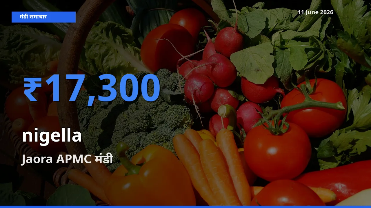 Jaora APMC मंडी में कलौंजी ₹17,300 पर पहुँचा – आज का सर्वोच्च भाव