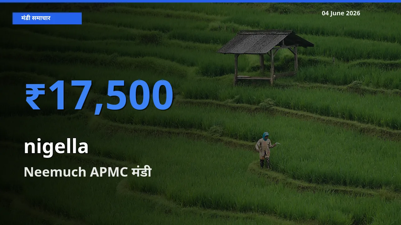 टॉप मंडी बना Neemuch APMC! कलौंजी के सबसे ऊँचे दाम यहीं दर्ज