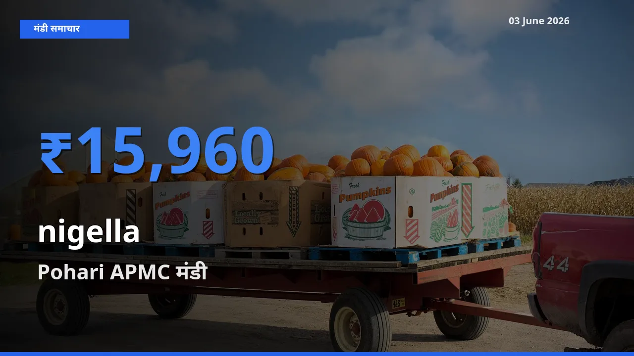 Pohari APMC में कलौंजी का आज सबसे ऊँचा भाव