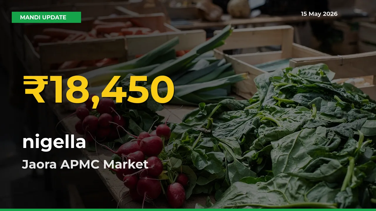 Why nigella Prices Are Climbing in Jaora APMC – Today’s New High Explained