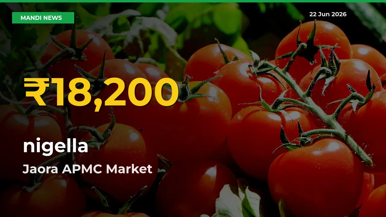 Why nigella Prices Are Climbing in Jaora APMC – Today’s New High Explained